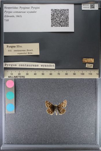 Media type: image;   Entomology 200155